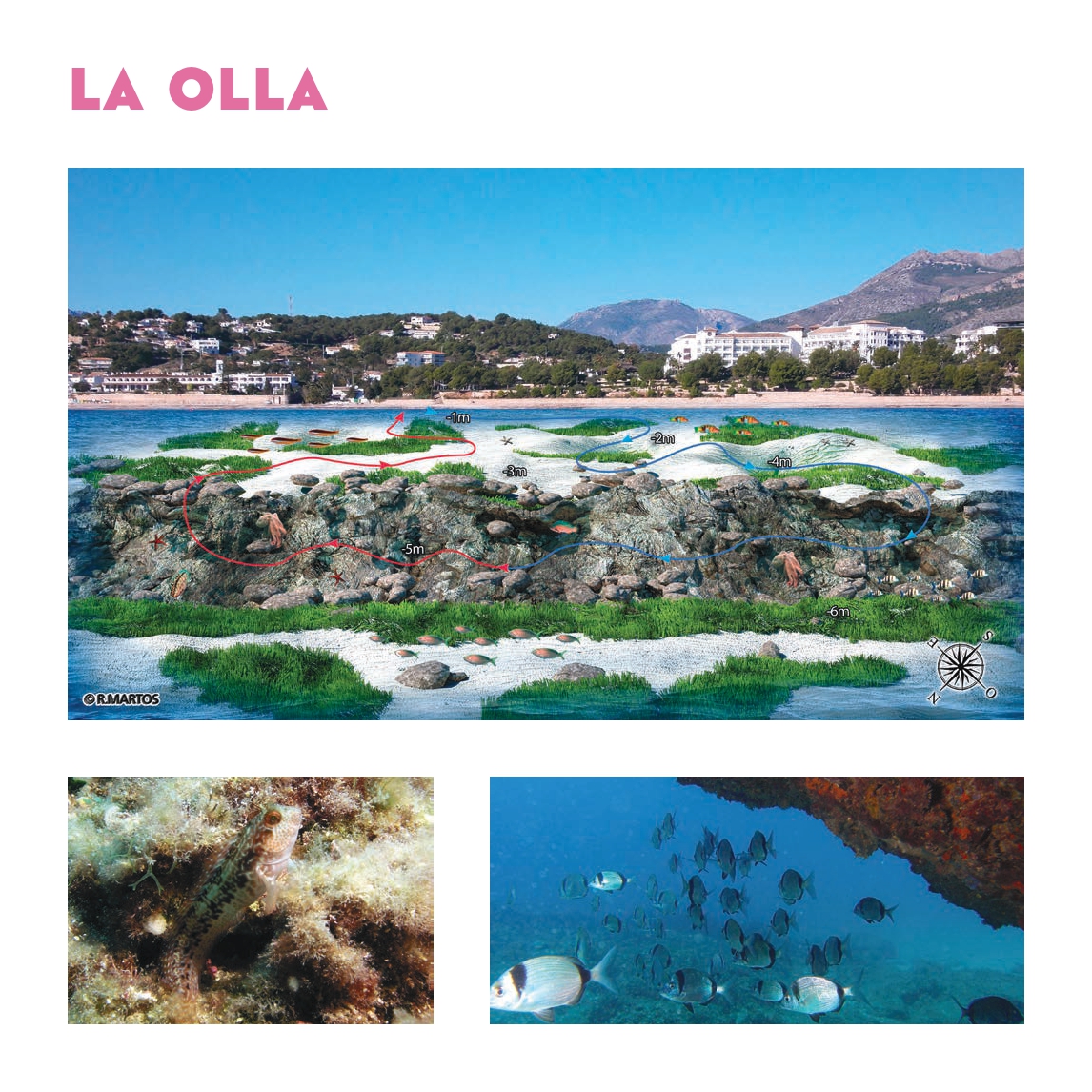 Ruta de Snorkel en l'Olla