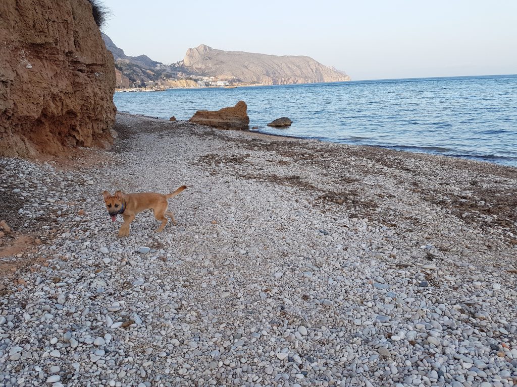 Playa para perros Altea